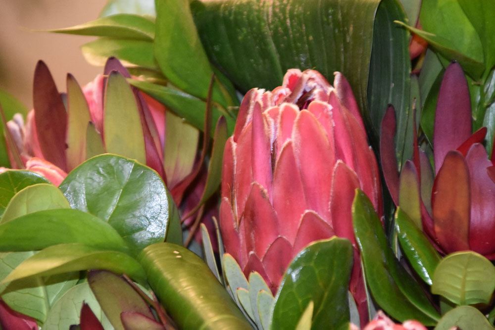 Protea, national flower of South Africa - Digital Certificates User Group