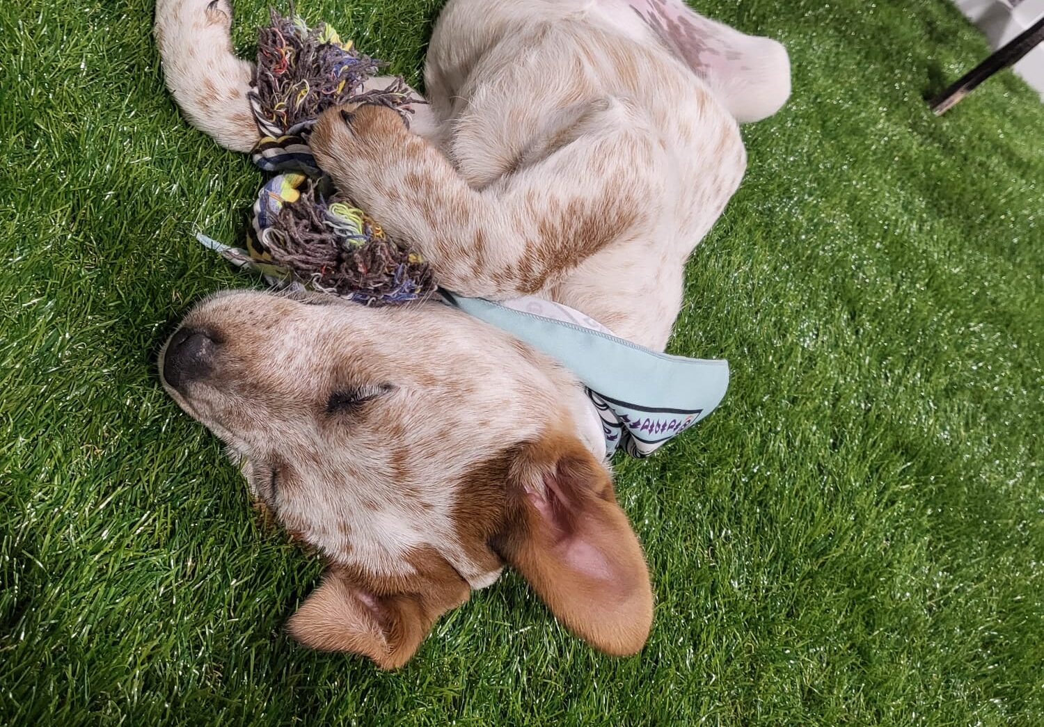 cute puppy playing on grass